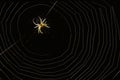 golden spider illuminated by sunlight in the middle of cobweb on black background Royalty Free Stock Photo