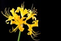 Golden spider lily