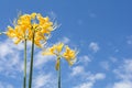 Golden spider lily