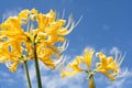 Golden spider lily