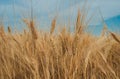Golden spiked wheat under a blue sky with clouds