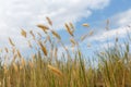 Golden spikelets of cereal with seeds ob background of the blue sky Royalty Free Stock Photo