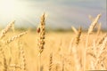 Golden spikelets of ripe wheat and ladybug on nature yellow field at sunset rays with sunshine close-up. Spring summer background Royalty Free Stock Photo