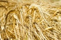 Golden spikelets symbol of harvest and fertility