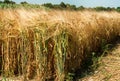 Golden spikelets symbol of harvest and fertility