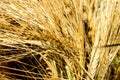 Golden spikelets symbol of harvest and fertility