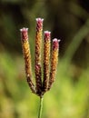 Golden spiky flower