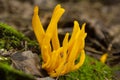 Golden spindle fungi at Mud Pond in Sunapee, New Hampshire