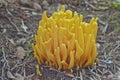 Golden spindles (Clavulinopsis fusiformis) Royalty Free Stock Photo