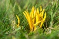 Golden spindles (Clavulinopsis fusiformis) fungi Royalty Free Stock Photo