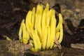 Golden spindles of a coral fungus in Sunapee, New Hampshire.