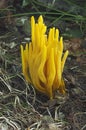 Golden spindles mushroom Royalty Free Stock Photo