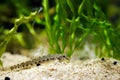 Golden spined loach fish - Sabanejewia aurata