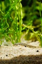 Golden spined loach fish - Sabanejewia aurata Royalty Free Stock Photo