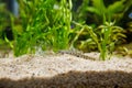 Golden spined loach fish - Sabanejewia aurata Royalty Free Stock Photo