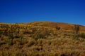 Golden Spinifex Hills