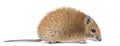 Golden Spiny Mouse, Acomys russatus, 1 year old