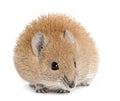 Golden Spiny Mouse, Acomys russatus, 1 year old