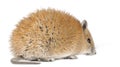 Golden Spiny Mouse, Acomys russatus, 1 year old