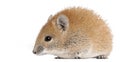 Golden Spiny Mouse, Acomys russatus, 1 year old