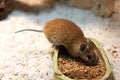 Golden spiny mouse Royalty Free Stock Photo
