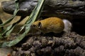 The Golden spiny mouse Acomys russatus.