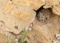Golden Spiny Mouse at Masada in Israel
