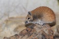 Golden spiny mouse Royalty Free Stock Photo