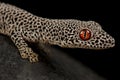 Golden spiny-tailed gecko Strophurus taenicauda Royalty Free Stock Photo