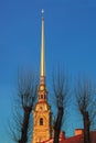 Golden spire of the Peter and Paul Cathedral in St. Petersburg. Tree trunks, vertical view. Picture of the tall tower of the Royalty Free Stock Photo