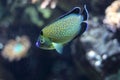 Golden spotted angelfish Royalty Free Stock Photo