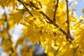 Golden spring blooming flower with blue sky. Spring is coming.