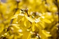 Golden spring blooming flower in the park with blue sky.