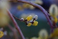 Golden spring willow