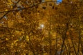 Golden Spruce Forest with sunburst Royalty Free Stock Photo