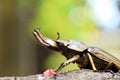 Golden stag beetle Royalty Free Stock Photo