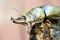 Golden stag beetle Royalty Free Stock Photo