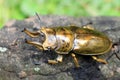 Golden stag beetle Royalty Free Stock Photo