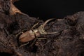 Golden Stag Beetle, Dried Beetle Royalty Free Stock Photo