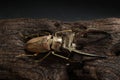 Golden Stag Beetle, Dried Beetle Royalty Free Stock Photo