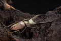 Golden Stag Beetle, Dried Beetle Royalty Free Stock Photo