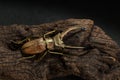 Golden Stag Beetle, Dried Beetle Royalty Free Stock Photo