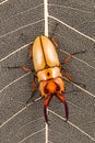 Golden stag beetle in the dried leaf Royalty Free Stock Photo