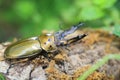 Golden stag beetle in Myanmar Royalty Free Stock Photo