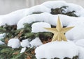 Golden star christmas decoration on pine tree. Royalty Free Stock Photo