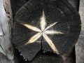 Golden Star on the saw cut the old timber