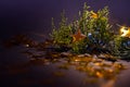 Golden stars on a spruce twig Christmas decorations. Royalty Free Stock Photo