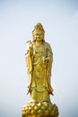 Golden statue of the goddess of mercy  guanyin or guan yin standing on the lotus. buddhist and religion concept Royalty Free Stock Photo