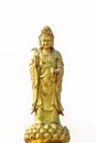 Golden statue of the goddess of mercy guanyin or guan yin standing on the lotus isolated on white background. buddhist and