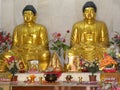 Sarnath, Uttar Pradesh, India - November 1, 2009 Golden statues of sitting Buddha at Maha Bodhi Society Buddhist temple